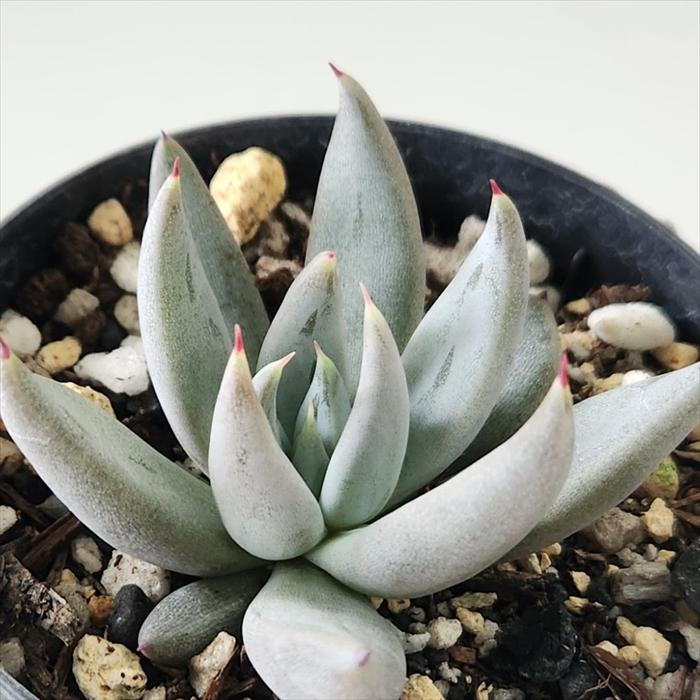 日本花キ流通 多肉植物 skエケベリア アンギキュラータ 多肉植物