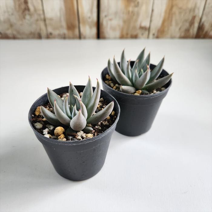 日本花キ流通 多肉植物 skエケベリア アンギキュラータ 多肉植物