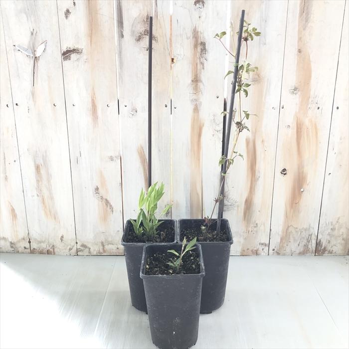 予約販売 クレマチス 苗 風の方位 フロリダ系 及川フラグリーン