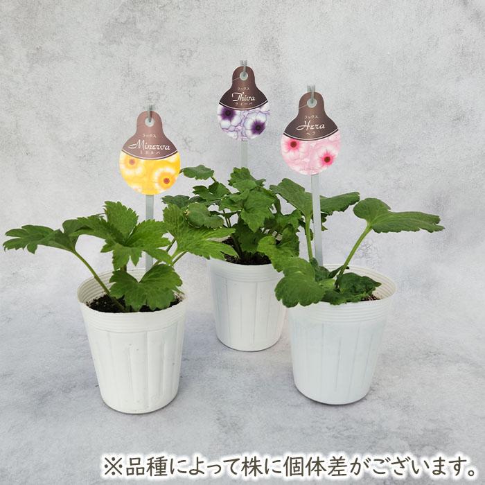 ラナンキュラス ラックス 苗 アイオリア 10.5cmポット 宿根草 花苗