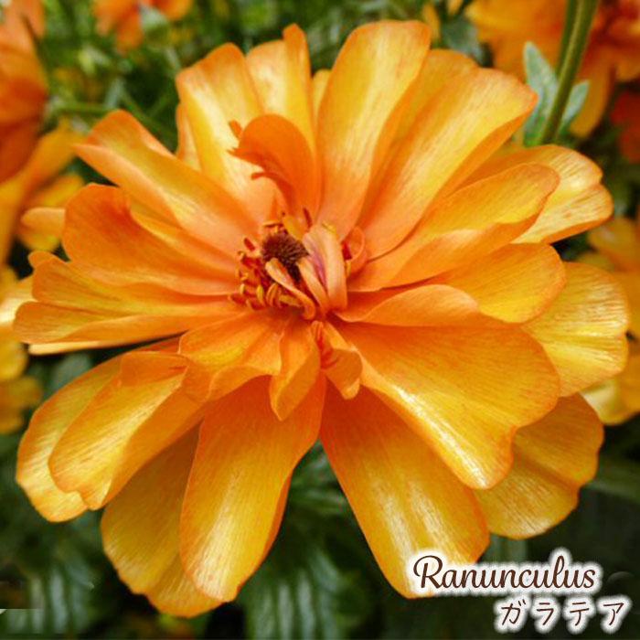 ラナンキュラス ラックス 苗 ガラテア 10.5cmポット 宿根草 花苗