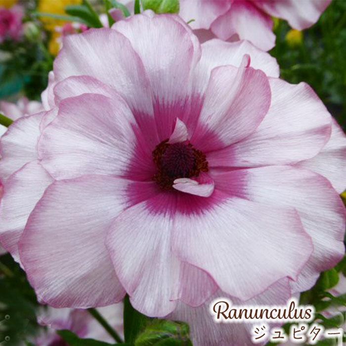 ラナンキュラス ラックス 苗 ジュピター 10.5cmポット 宿根草 花苗