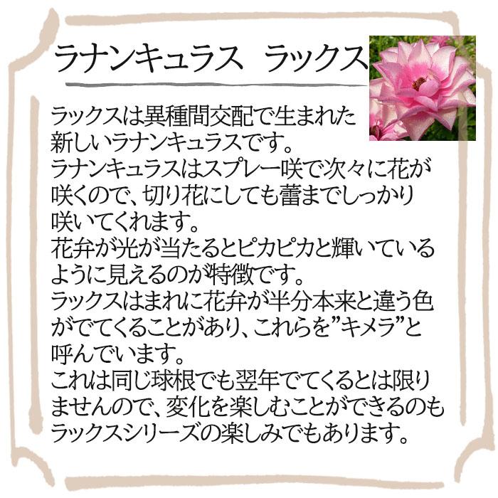 ラナンキュラス ラックス 苗 ティーバ 10.5cmポット 宿根草 花苗