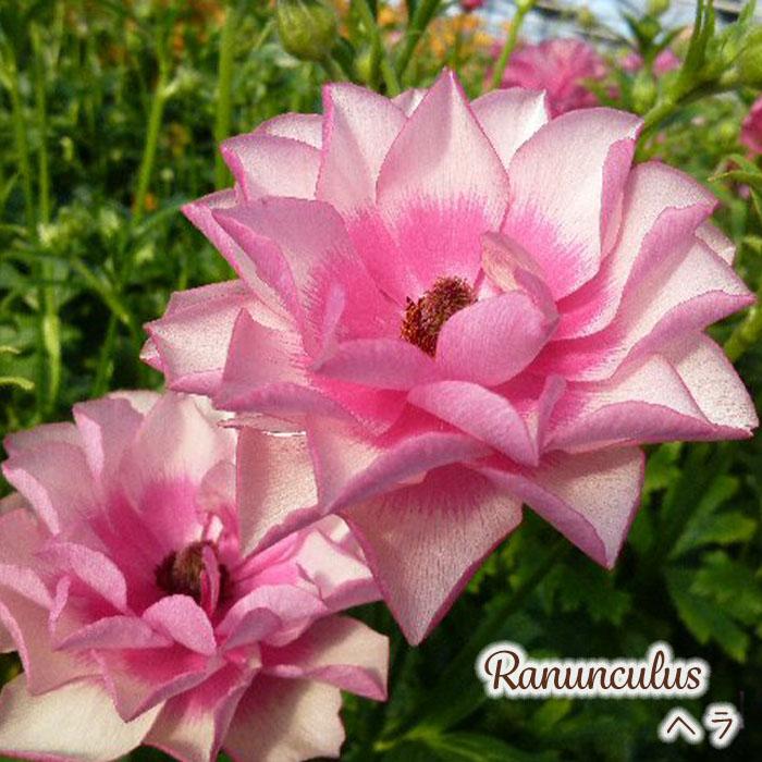 予約販売 ラナンキュラス ラックス 苗 ヘラ 10.5cmポット 宿根草 花苗