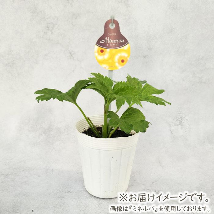 日本花キ流通 ラナンキュラス 苗 ウピス 10.5cmポット 宿根草 花苗