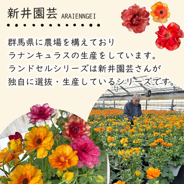 ラナンキュラス ランドセルシリーズ 芽出し苗 城ノ越園芸 #園芸店 #ラナンキュラスランドセルシリーズ