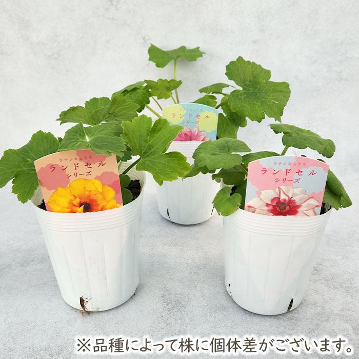 ラナンキュラス ランドセル 苗 サラセレネ ラゴス 10.5cmポット 新井