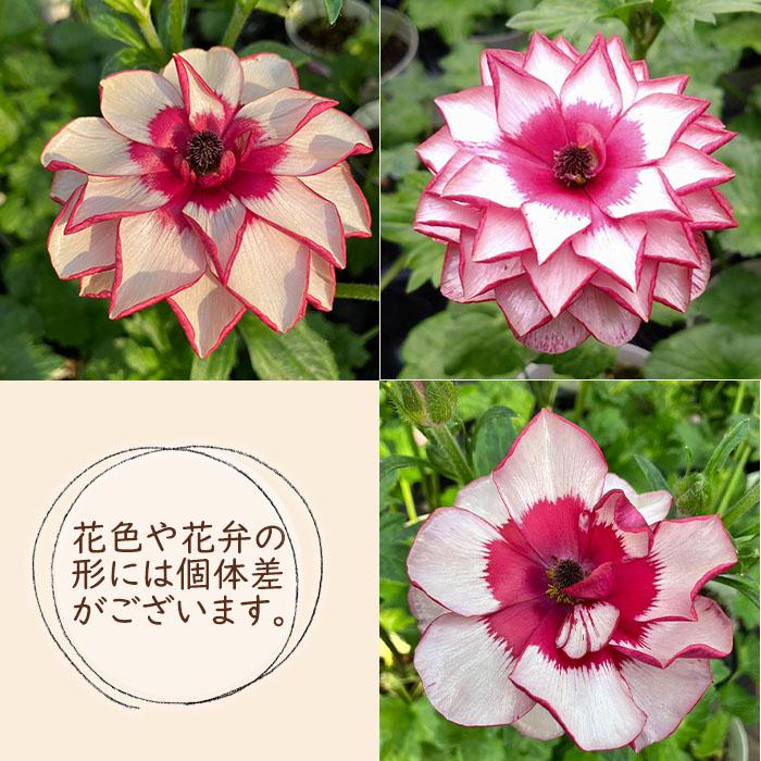 ラナンキュラス ランドセル 苗 サラセレネ ロクサス 10.5cmポット 新井