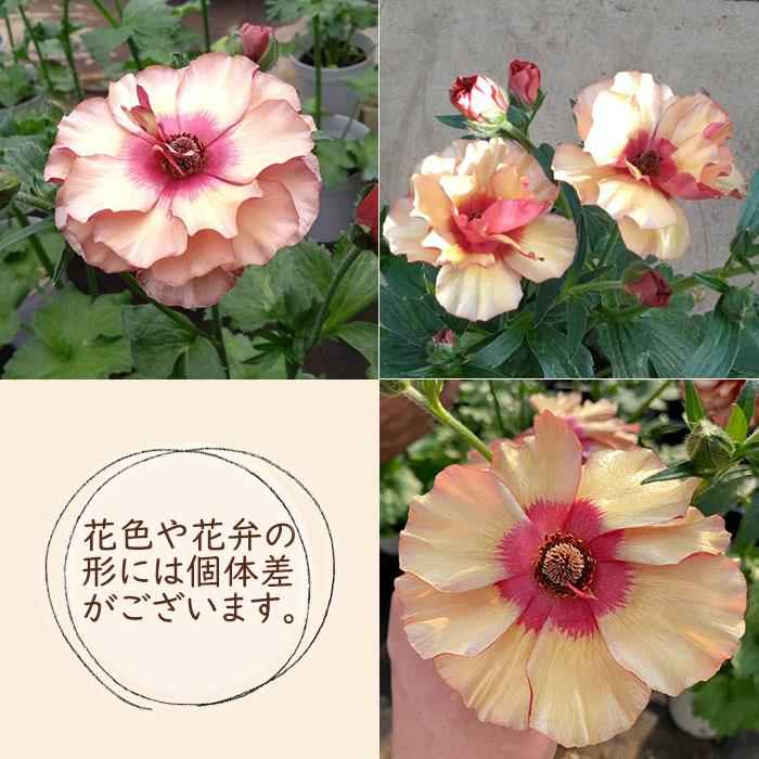 ラナンキュラス ランドセル 苗 サラセレネ イパリオン 10.5cmポット