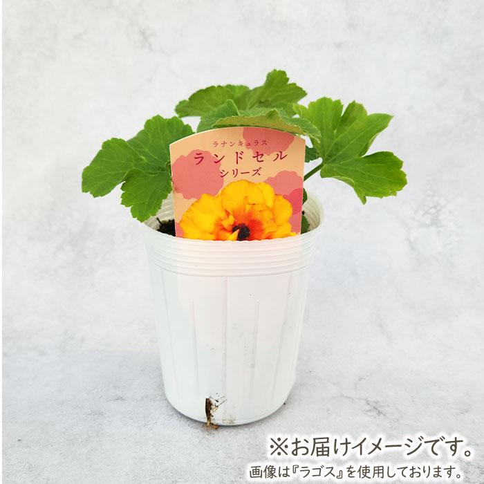 ラナンキュラス ランドセル 苗 サラセレネ イパリオン 10.5cmポット