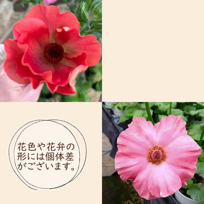 ラナンキュラス ランドセル 苗 サラセレネ パルセノス 10.5cmポット