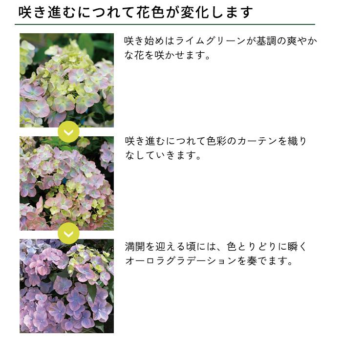 アジサイ ラグランジアン オーロランジュ 花苗木 アジサイ