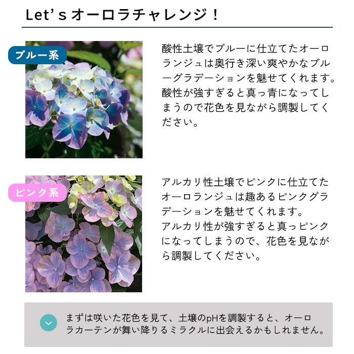 日本花キ流通 予約販売 アジサイ ラグランジア オーロランジュ