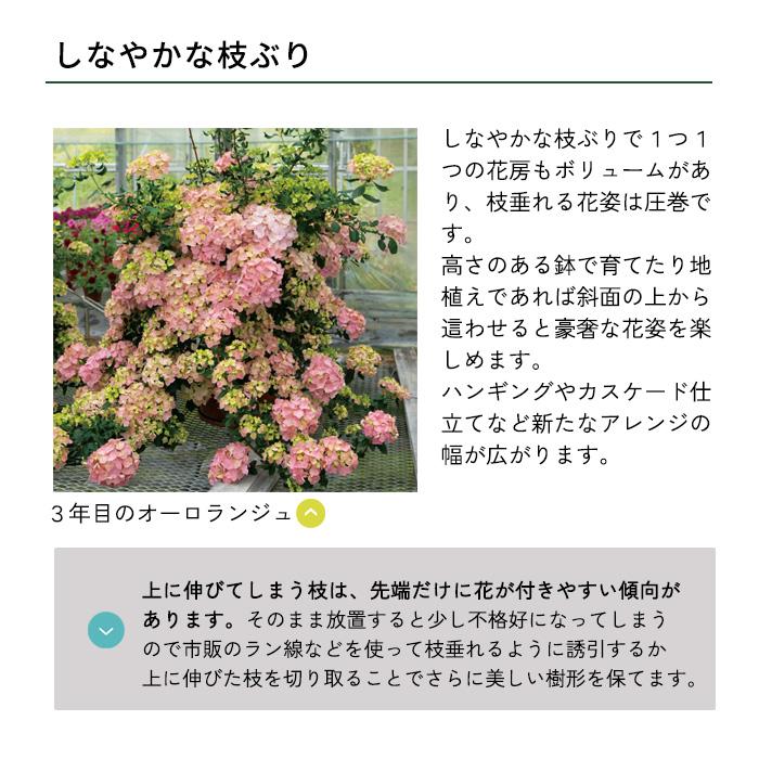 日本花キ流通 予約販売 アジサイ ラグランジア オーロランジュ