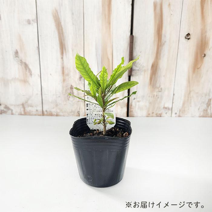 ミラクルフルーツ苗 ミラクルフルーツの苗の販売をしています。実付きのいい植物