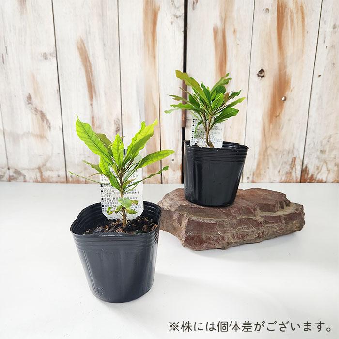 ミラクルフルーツの木　在庫3 楽天市場】【現品】ミラクルフルーツの木 苗木 7号 9251 : 千草園芸