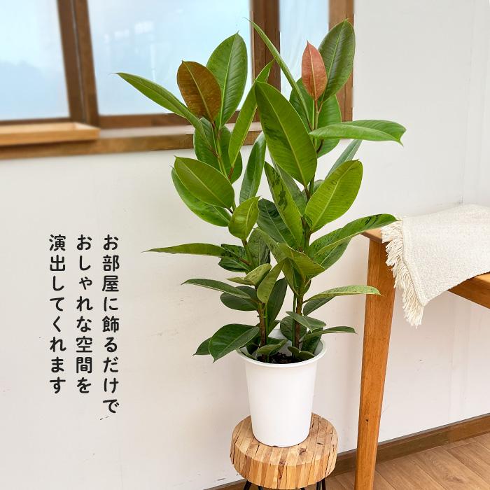 日本花キ流通 観葉植物 フィカス ジン ゴムの木 6号鉢 送料無料 観葉