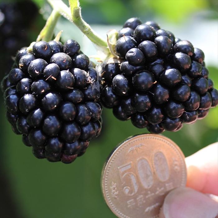 日本花キ流通 予約販売 ジャンボ ブラックベリー 苗 あみ 10.5cmポット