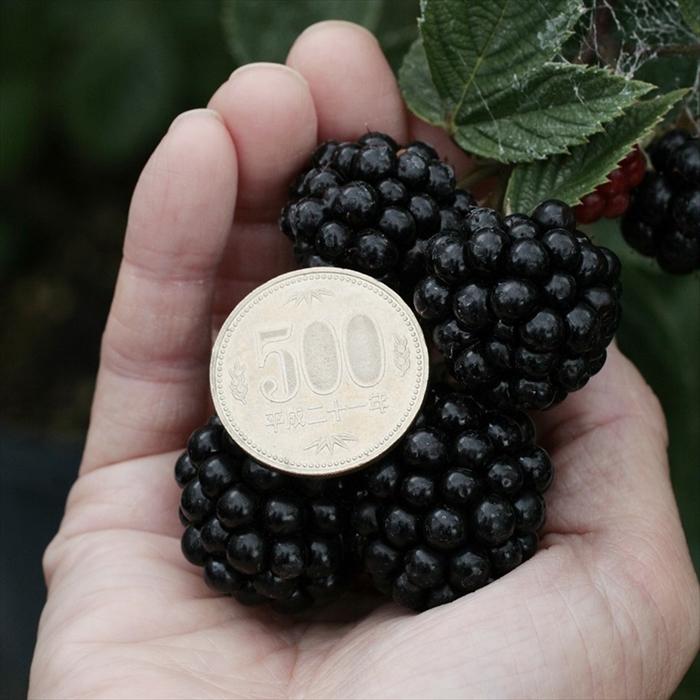 日本花キ流通 予約販売 ブラックベリー 苗 チェスター 10.5cmポット