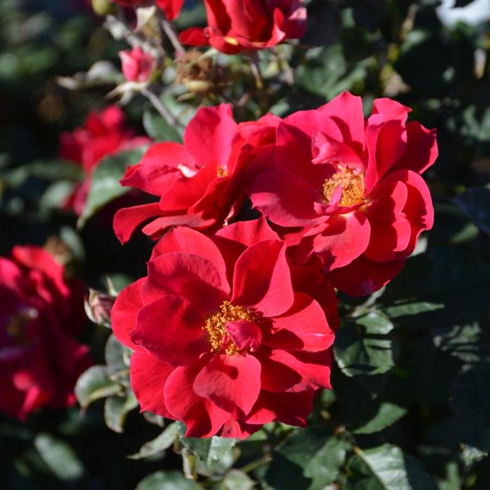 予約販売 バラ苗 バラ大苗 ロサ オリエンティス 風姿花伝 紅 品種登録