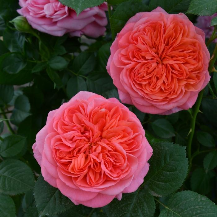 切り花品種バラ苗　レアバラ 　大苗VICTORIAN CLASSI♡ Rose 切り花品種バラ苗 レアバラ 大苗VICTORIAN CLASSI♡ Rose 予約