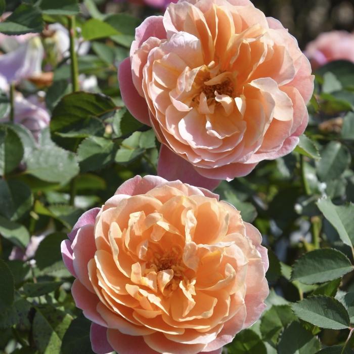 予約販売 バラ苗 バラ大苗 ロサ オリエンティス タペストリー 品種登録