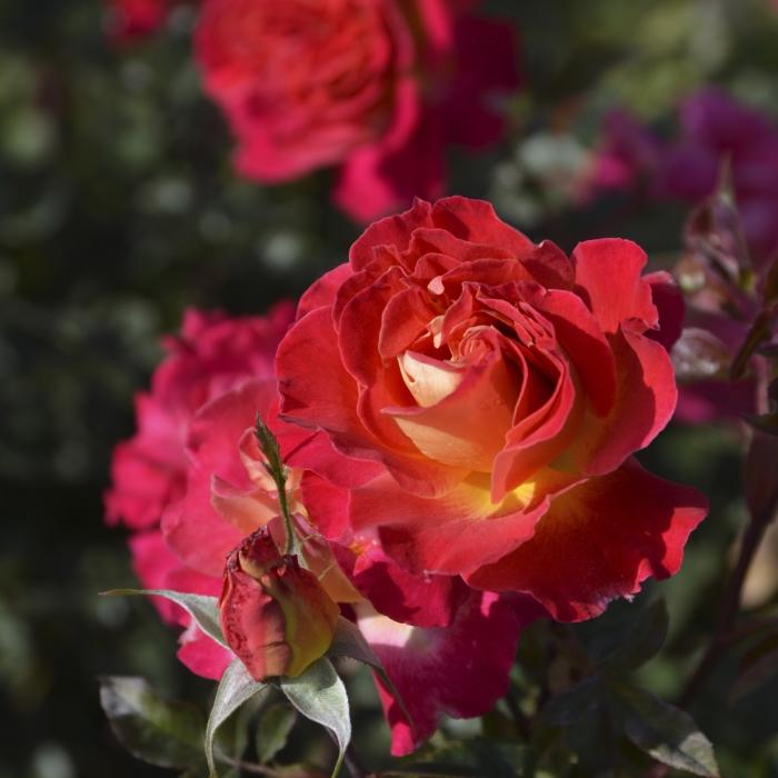 バラ売りあり！ 予約販売 バラ苗 バラ大苗 ロサ オリエンティス ピュール 品種登録出願