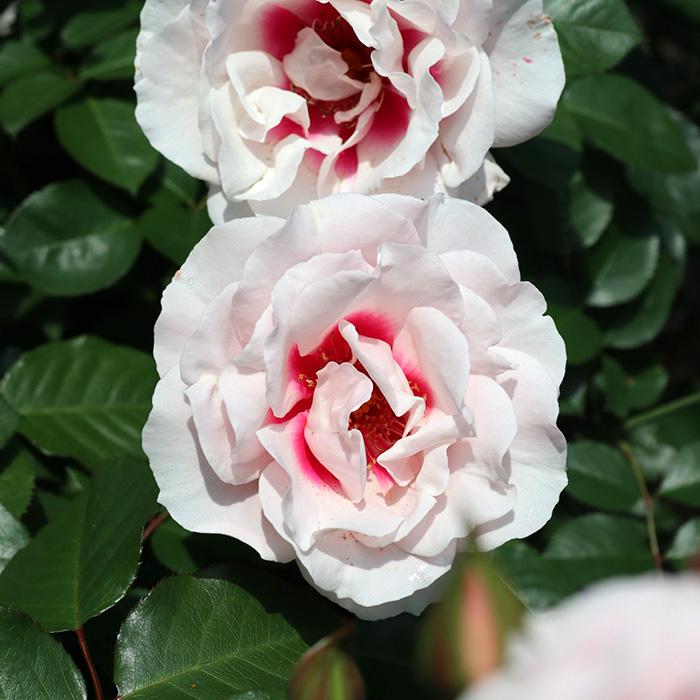 予約販売 バラ苗 バラ大苗 ロサ オリエンティス こころね 品種登録出願