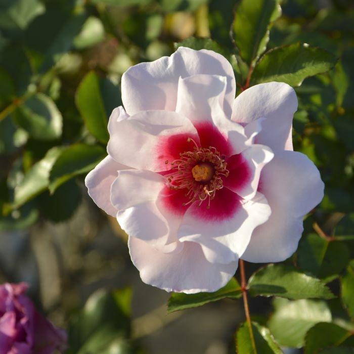 予約販売 バラ苗 バラ大苗 ロサ オリエンティス こころね 品種登録出願