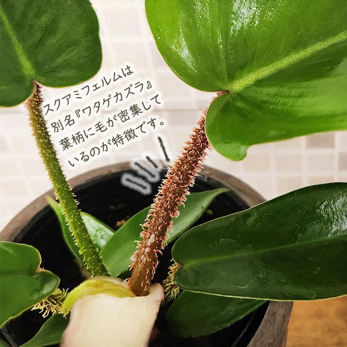 日本花キ流通 観葉植物 フィロデンドロン スクアミフェルム 7.5cm