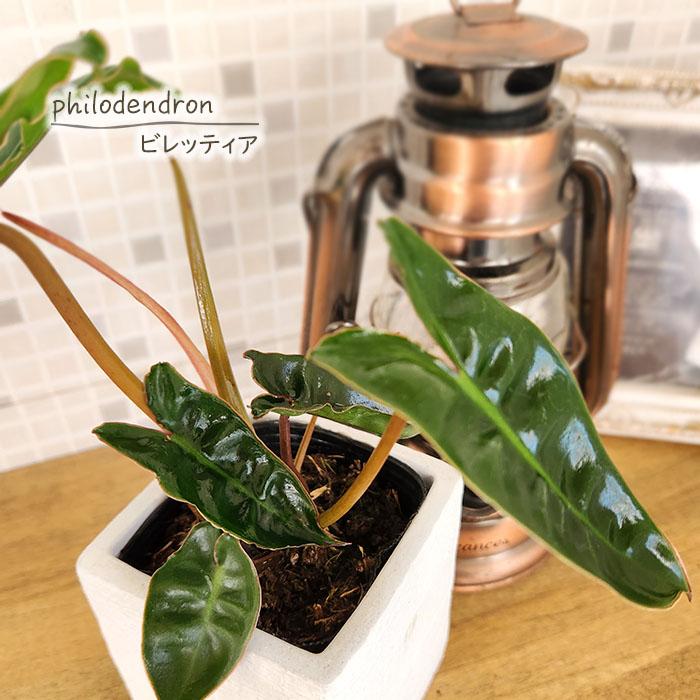 観葉植物 フィロデンドロン ビレッティア 7.5cmポット 観葉植物 小型 小さい 室内 贈り物 プレゼント インテリア おしゃれ むらかみ園芸 mef