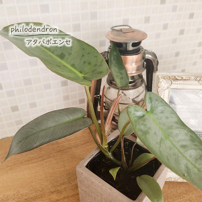 日本花キ流通 観葉植物 フィロデンドロン アタバポエンセ 7.5cmポット