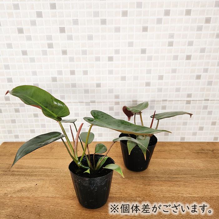 日本花キ流通 観葉植物 フィロデンドロン アタバポエンセ 7.5cmポット