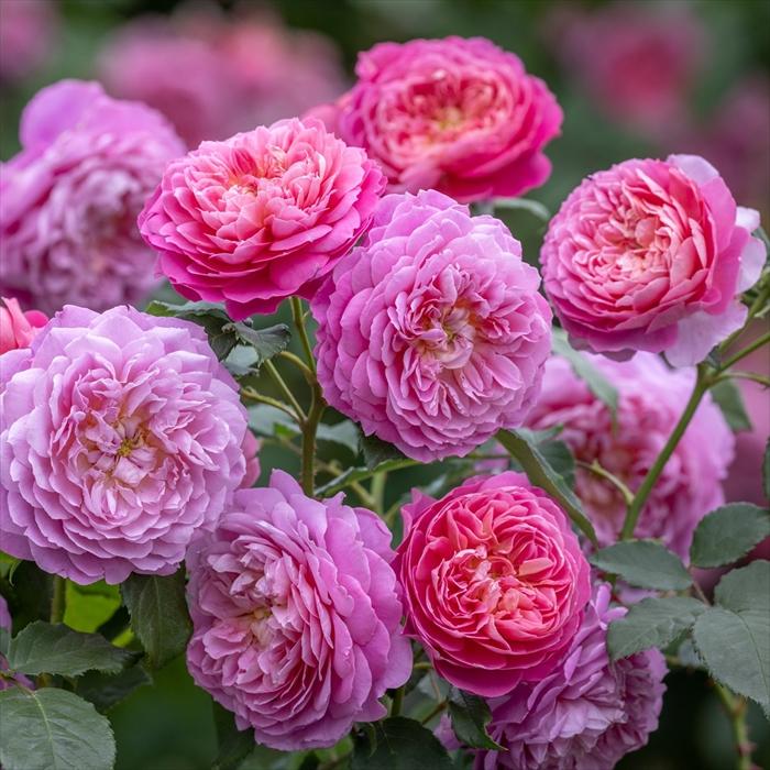 薔薇　バラ苗　挿木大きめ苗　イングリッシュローズ　入手困難品種　Bessie バラ苗 バラ大苗 イングリッシュローズ エマブリッジウォーター 品種