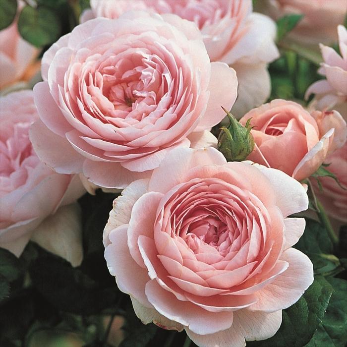 バラ苗 バラ大苗 イングリッシュローズ クィーンオブスウェーデン 薔薇