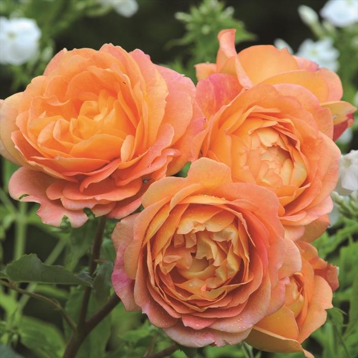 薔薇　バラ苗　挿木大きめ苗　イングリッシュローズ　入手困難品種　Bessie バラ苗 バラ大苗 イングリッシュローズ レディオブシャーロット 登録