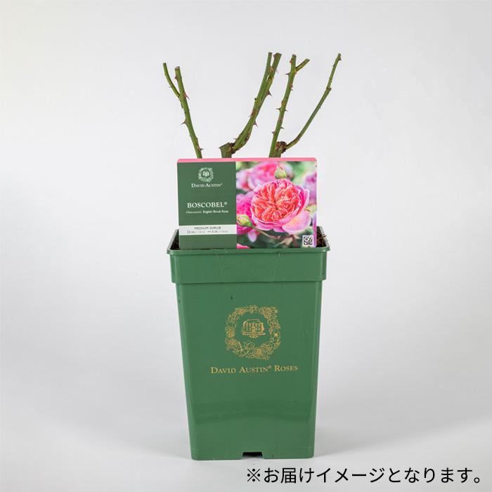 バラ苗 バラ大苗 イングリッシュローズ レディオブシャーロット 登録