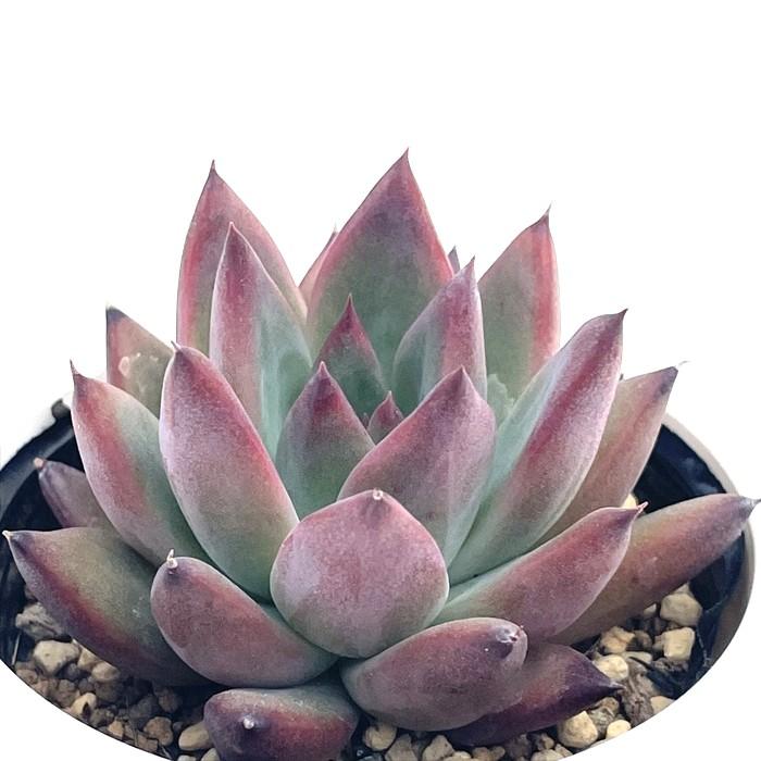 日本花キ流通 多肉植物 hmエケベリア コロラータアテマハック 多肉植物