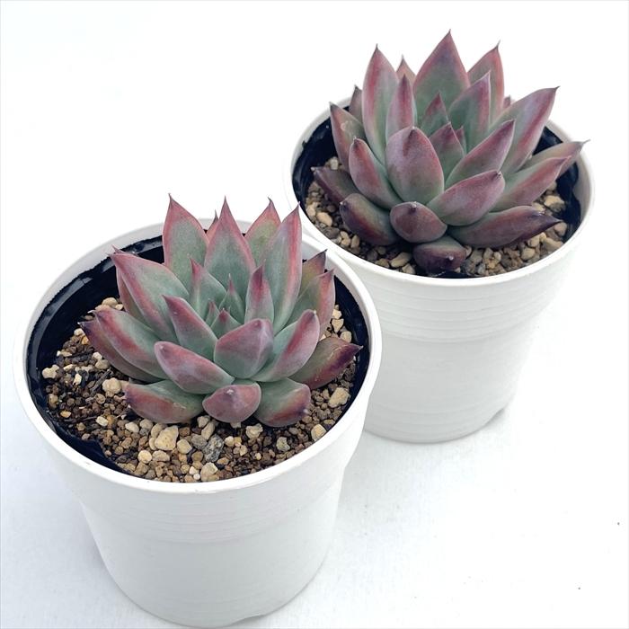 1ポット555円 エケベリア コロラータ 6cmポット 多肉植物 TYエケベリア コロラータ×ミニマP.T TYさん苗 送料無料
