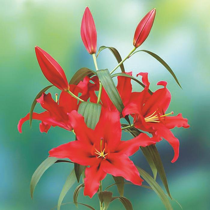 超特大ヤマユリ 山百合 球根 5球