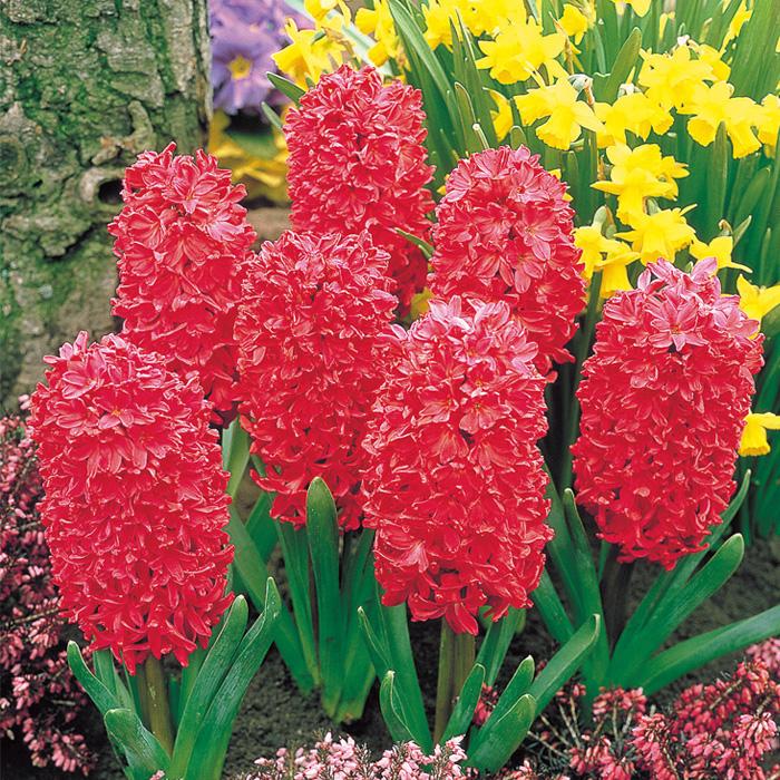 球根 ヒヤシンス 赤色 福花園 2球 fke : フラワーネット日本花キ流通