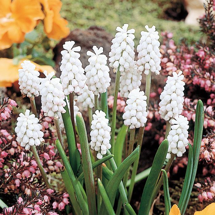 球根 ムスカリ ホワイトマジック 福花園 4球 fke : フラワーネット日本