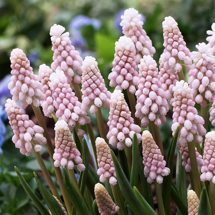 球根 ムスカリ ピンクサンライズ 福花園 2球 fke : フラワーネット日本