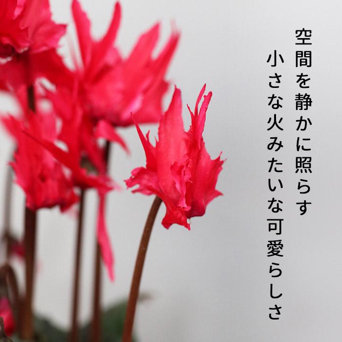 プレミアム シクラメン かがり火 5号鉢 送料無料 ますだ農園 お歳暮 冬