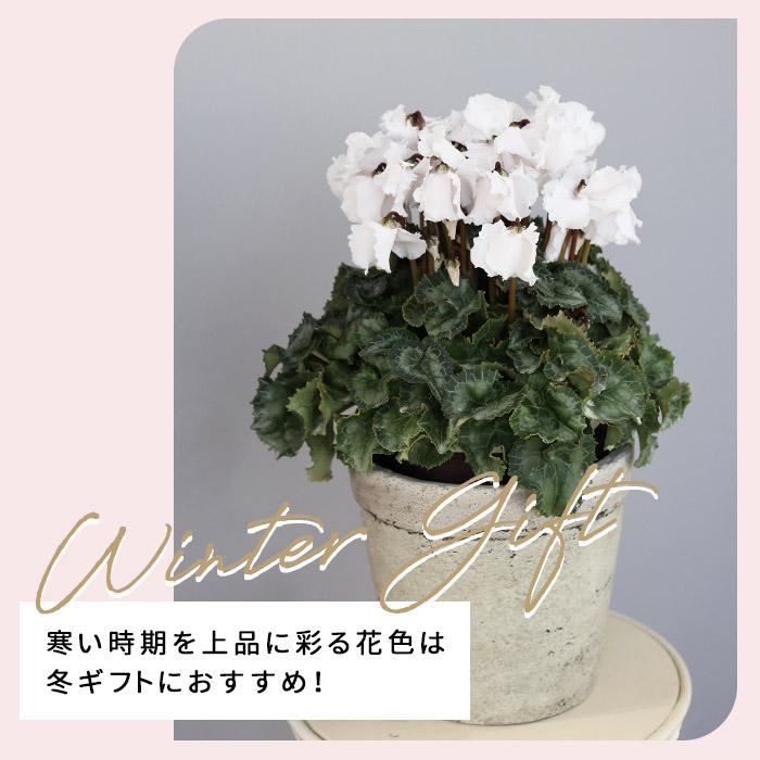 プレミアム シクラメン クリスピーノ ホワイト 5号鉢 送料無料 ますだ