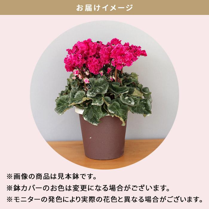 プレミアムシクラメン クリスピーノ マゼンタ 5号鉢 送料無料 ますだ農園 お歳暮 冬ギフト 花 ギフト プレゼント 鉢植え 鉢花 mdn プレミアムシクラメン クリスピーノ マゼンタ 5号鉢 送料無料 ますだ農園 お歳暮 冬ギフト 花 ギフト プレゼント 鉢植え 鉢花 mdn