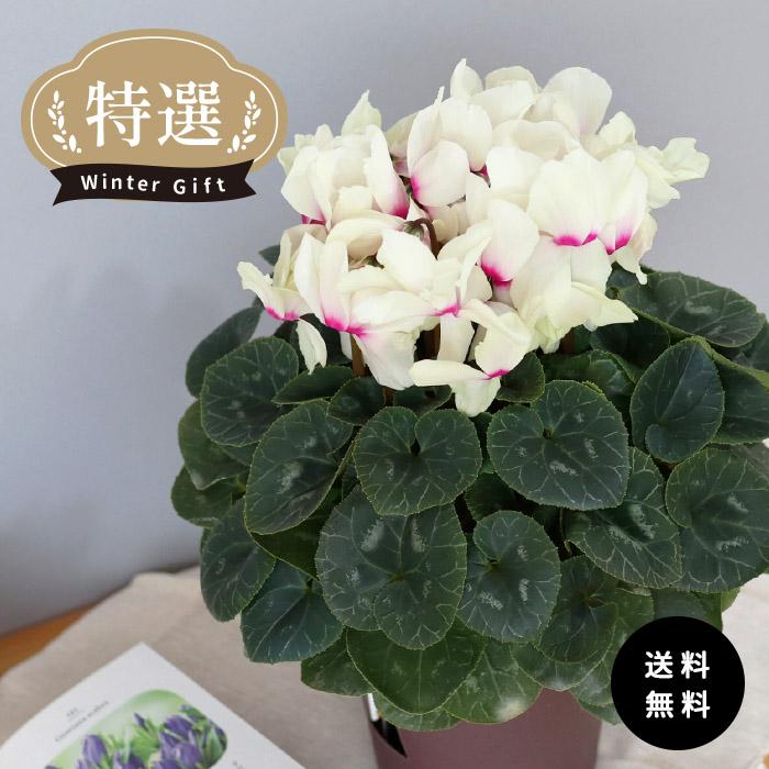 特選 シクラメン ムーンルージュ 登録品種 5号鉢 送料無料 ますだ農園