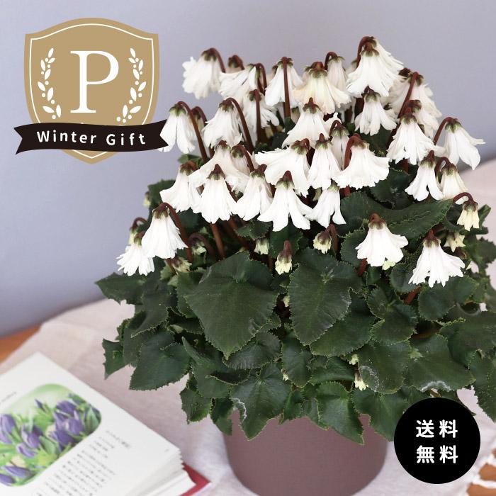 プレミアム シクラメン 天使のはね ホワイト系 登録品種 5号鉢 送料