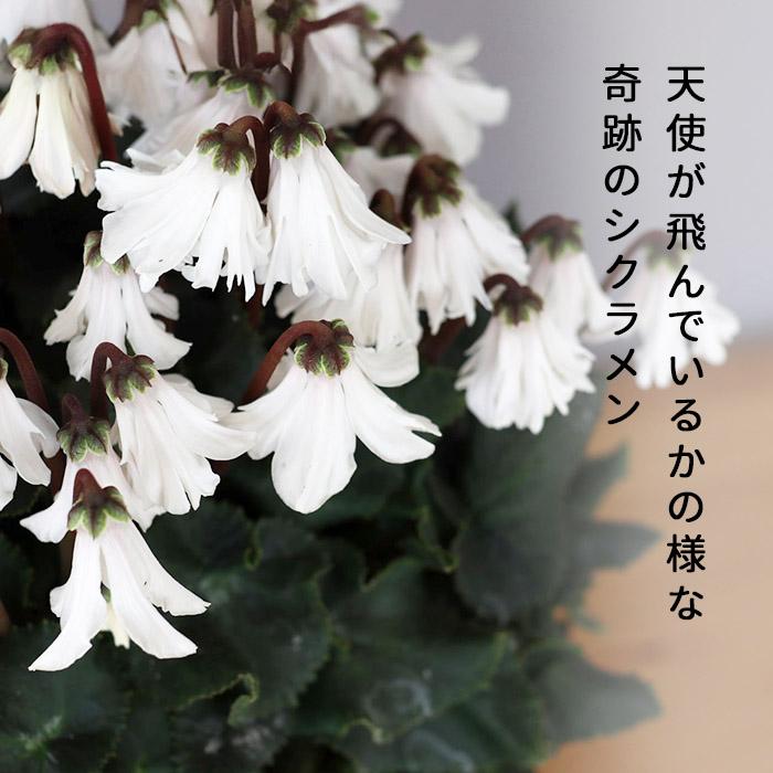 プレミアム シクラメン 天使のはね ホワイト系 登録品種 5号鉢 送料