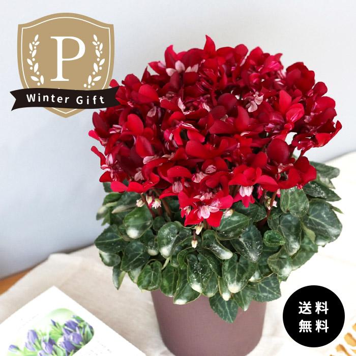 プレミアム シクラメン ジックス ワイン 5号鉢 送料無料 ますだ農園